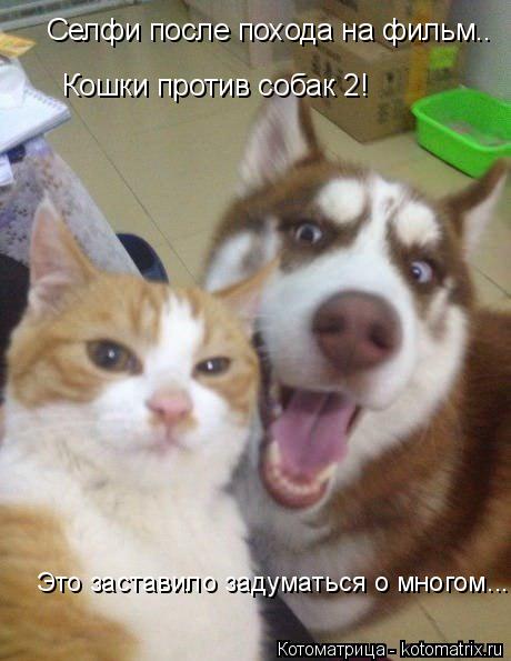 Котоматрица: Селфи после похода на фильм.. Кошки против собак 2! Это заставило задуматься о многом...
