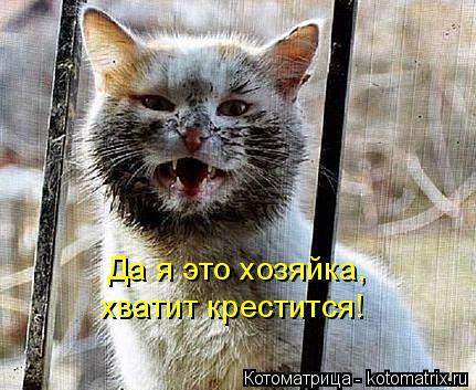 Да я это хозяйка, хватит крестится!... Котоматрица: Да я это хозяйка, хватит крестится!