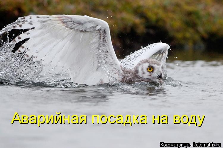 Аварийная посадка на воду... Котоматрица: Аварийная посадка на воду