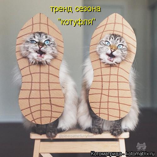 тренд сезона "котуфля"... Котоматрица: тренд сезона "котуфля"