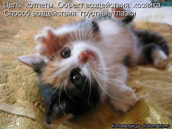 Котоматрица: Цель: котлеты. Объект воздействия: хозяйка.  Способ воздействия: грустные глазки