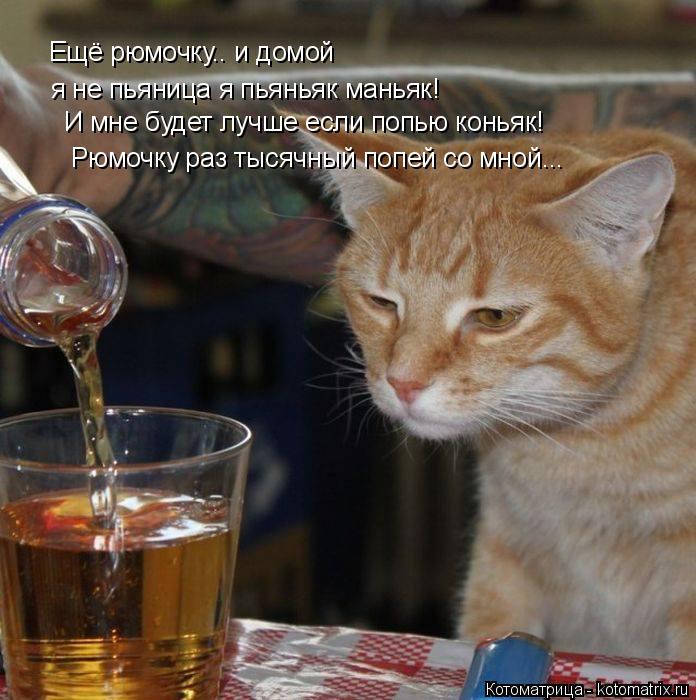Котоматрица: Ещё рюмочку.. и домой я не пьяница я пьяньяк маньяк! И мне будет лучше если попью коньяк! Рюмочку раз тысячный попей со мной...