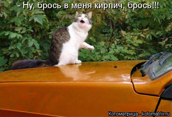 - Ну, брось в меня кирпич, брось!!!... Котоматрица: - Ну, брось в меня кирпич, брось!!!