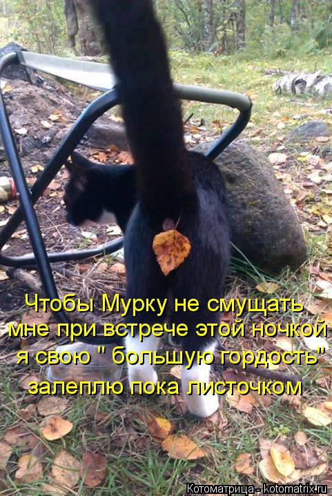 Котоматрица: Чтобы Мурку не смущать мне при встрече этой ночкой я свою " большую гордость" залеплю пока листочком