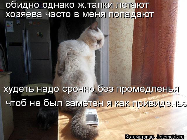 обидно однако ж,тапки летают хозяева часто в меня попадают худеть надо срочно,без промедленья чтоб не... Котоматрица: обидно однако ж,тапки летают хозяева часто в меня попадают худеть надо срочно,без промедленья чтоб не был заметен я как привиденье
