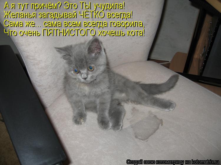 Котоматрица: А я тут причём? Это ТЫ учудила! Желанья загадывай ЧЁТКО всегда! Сама же... сама всем всегда говорила, Что очень ПЯТНИСТОГО хочешь кота!