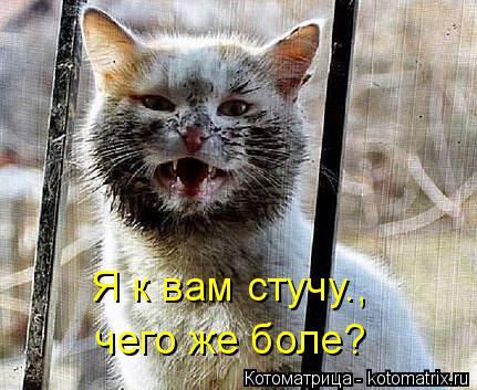 Я к вам стучу., чего же боле?... Котоматрица: Я к вам стучу., чего же боле?