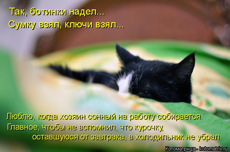 Котоматрица: Так, ботинки надел... Сумку взял, ключи взял... Люблю, когда хозяин сонный на работу собирается. оставшуюся от завтрака, в холодильник не убрал