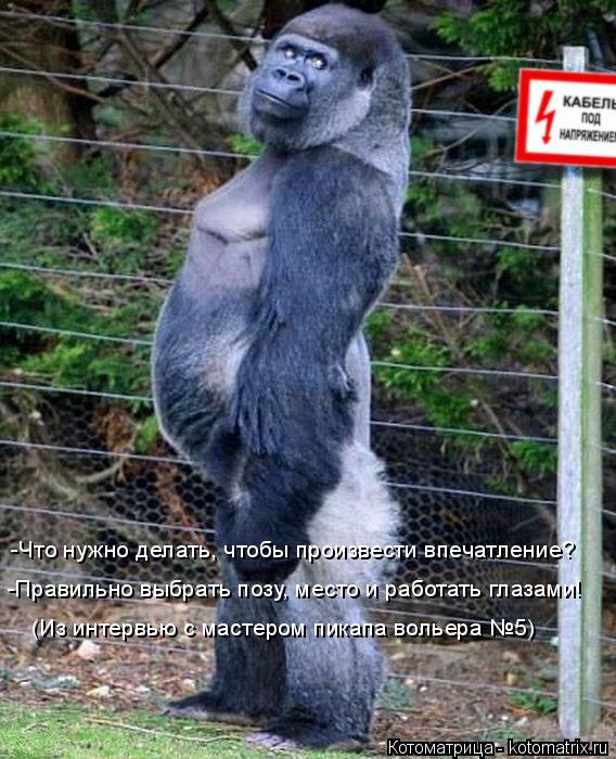 Котоматрица: -Что нужно делать, чтобы произвести впечатление? -Правильно выбрать позу, место и работать глазами! (Из интервью с мастером пикапа вольера №