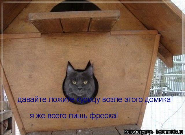 Котоматрица: давайте ложите курицу возле этого домика! я же всего лишь фреска!