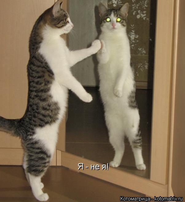 Я - не я!... Котоматрица: Я - не я!