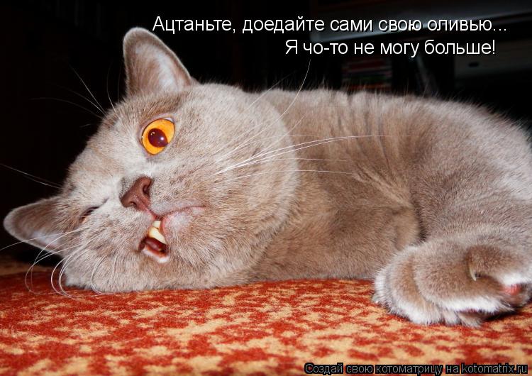 Котоматрица: Ацтаньте, доедайте сами свою оливью... Я чо-то не могу больше!