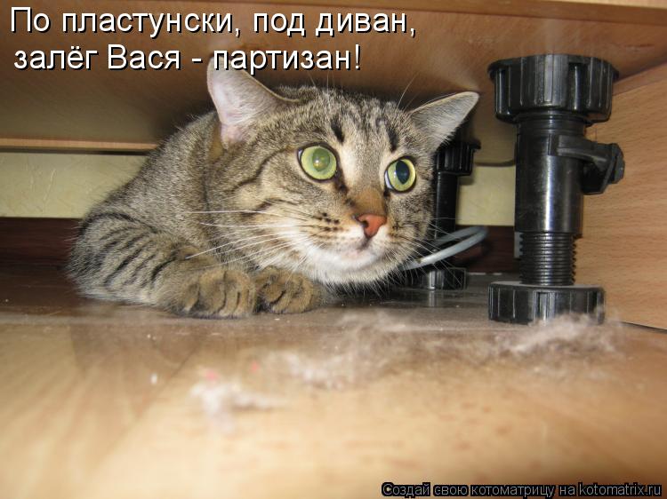Котоматрица: По пластунски, под диван, залёг Вася - партизан!