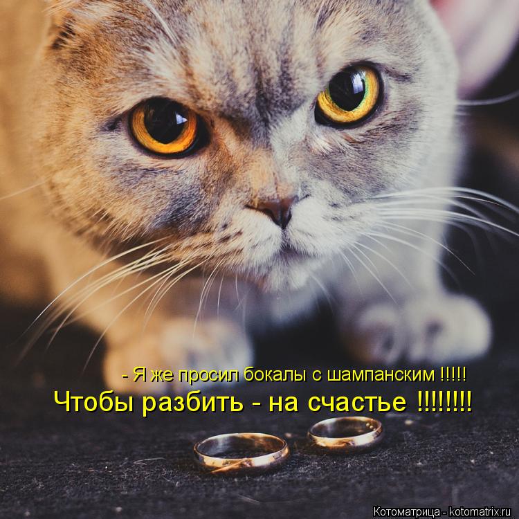 Котоматрица: - Я же просил бокалы с шампанским !!!!! Чтобы разбить - на счастье !!!!!!!!