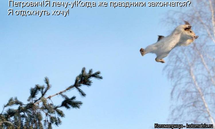 Петрович!Я лечу-у!Когда же праздники закончатся? Я отдохнуть хочу!... Котоматрица: Петрович!Я лечу-у!Когда же праздники закончатся? Я отдохнуть хочу!