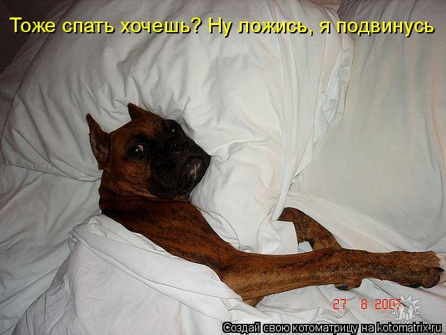 Котоматрица: Тоже спать хочешь? Ну ложись, я подвинусь