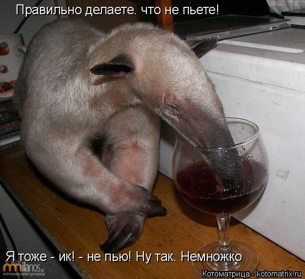 Правильно делаете. что не пьете! Я тоже - ик! - не пью! Ну так. Немножко... Котоматрица: Правильно делаете. что не пьете! Я тоже - ик! - не пью! Ну так. Немножко