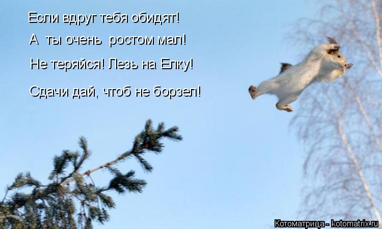 Если вдруг тебя обидят! А ты очень ростом мал! Не теряйся! Лезь на Елку! Сдачи дай, чтоб не борзе... Котоматрица: Если вдруг тебя обидят! А ты очень ростом мал! Не теряйся! Лезь на Елку! Сдачи дай, чтоб не борзел!
