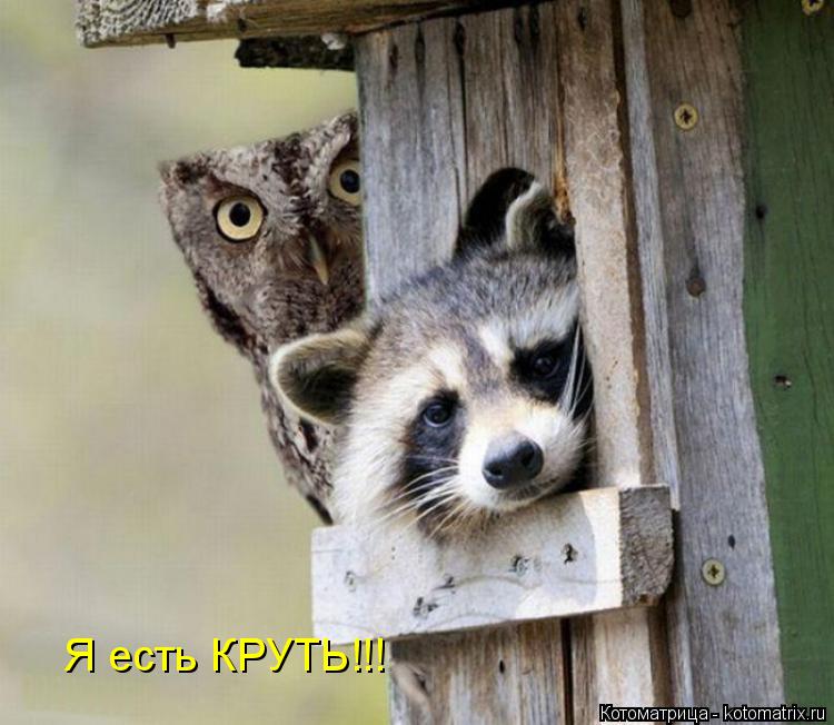 Котоматрица: Я есть КРУТЬ!!!