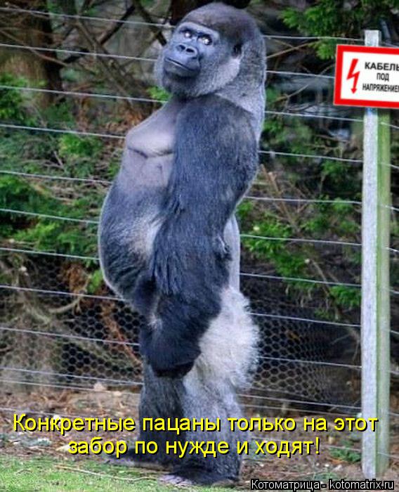 Конкретные пацаны только на этот забор по нужде и ходят!... Котоматрица: Конкретные пацаны только на этот забор по нужде и ходят!