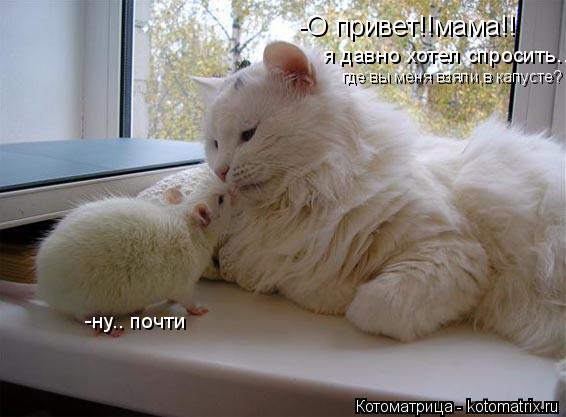Котоматрица: -О привет!!мама!! я давно хотел спросить.. где вы меня взяли,в капусте? -ну.. почти