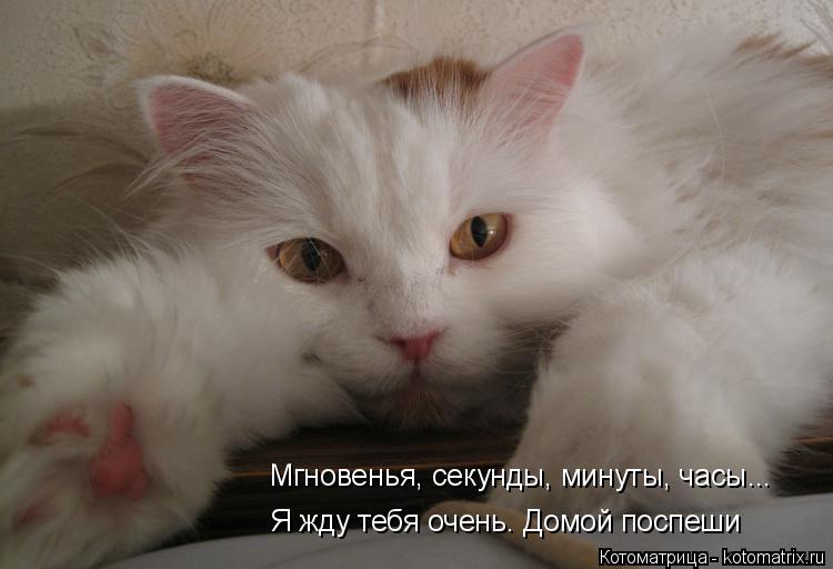 Мгновенья, секунды, минуты, часы... Я жду тебя очень. Домой поспеши... Котоматрица: Мгновенья, секунды, минуты, часы... Я жду тебя очень. Домой поспеши