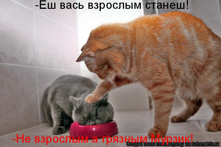-Еш вась взрослым станеш! -Не взрослым а грязным Мурзик!... Котоматрица: -Еш вась взрослым станеш! -Не взрослым а грязным Мурзик!