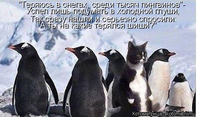 Котоматрица: "Теряюсь в снегах, среди тысяч пингвинов"- Успел лишь подумать в холодной глуши, Так сразу нашли и серьезно спросили: "А ты на какие терялся ш