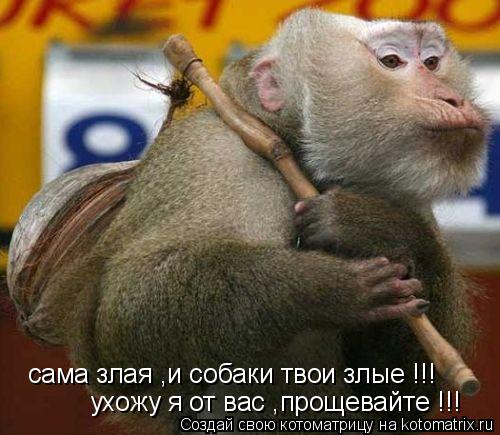 сама злая ,и собаки твои злые !!! ухожу я от вас ,прощевайте !!!... Котоматрица: сама злая ,и собаки твои злые !!! ухожу я от вас ,прощевайте !!!