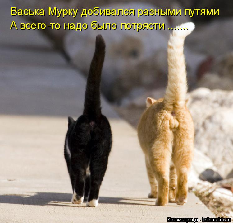 Котоматрица: Васька Мурку добивался разными путями А всего-то надо было потрясти .......