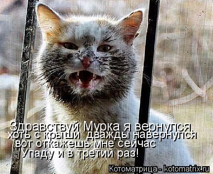 Здравствуй Мурка я вернулся, хоть с крыши дважды навернулся вот откажешь мне сейчас Упаду и в третий... Котоматрица: Здравствуй Мурка я вернулся, хоть с крыши дважды навернулся вот откажешь мне сейчас Упаду и в третий раз!