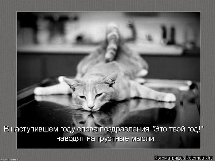 Котоматрица: В наступившем году слова поздравления "Это твой год!" наводят на грустные мысли...