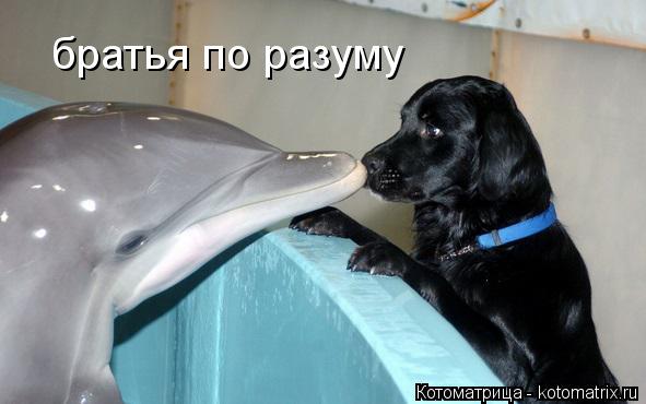 Котоматрица: братья по разуму