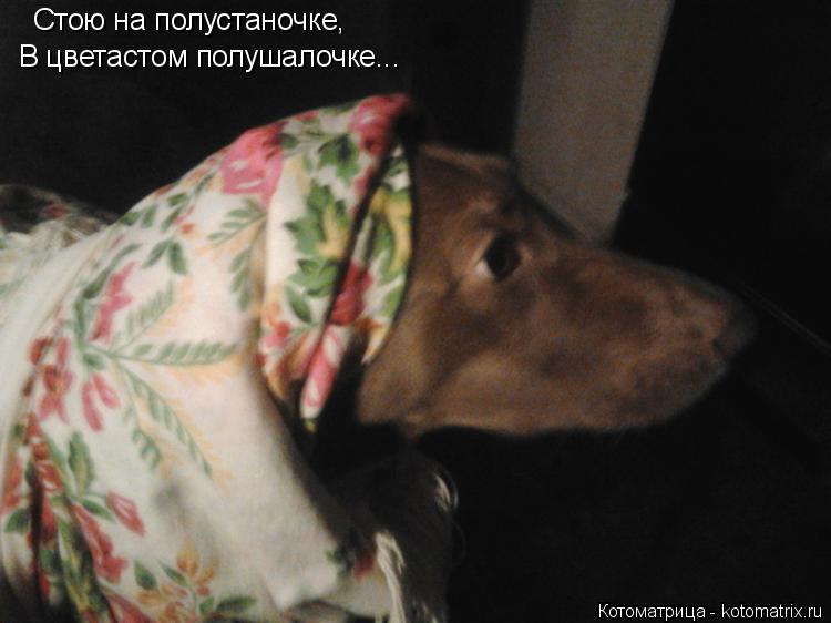 Стою на полустаночке, В цветастом полушалочке...... Котоматрица: Стою на полустаночке, В цветастом полушалочке...