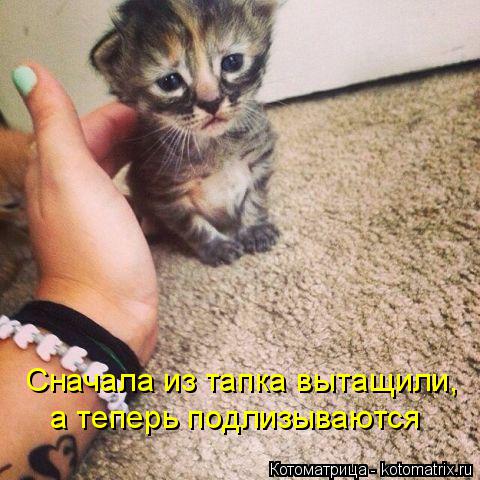 Котоматрица: Сначала из тапка вытащили, а теперь подлизываются