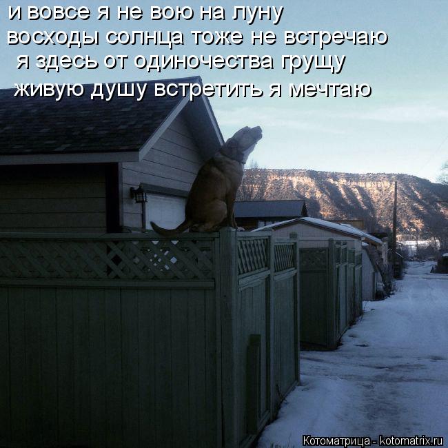 Котоматрица: восходы солнца тоже не встречаю и вовсе я не вою на луну я здесь от одиночества грущу живую душу встретить я мечтаю