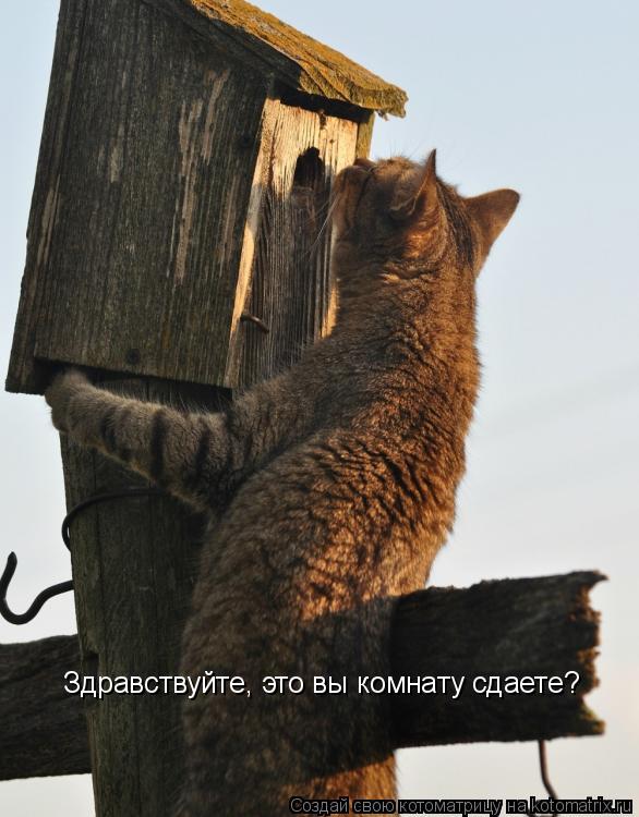 Здравствуйте, это вы комнату сдаете?... Котоматрица: Здравствуйте, это вы комнату сдаете?