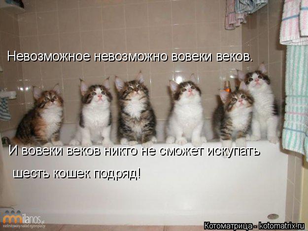 Невозможное невозможно вовеки веков. И вовеки веков никто не сможет искупать шесть кошек подряд!... Котоматрица: Невозможное невозможно вовеки веков. И вовеки веков никто не сможет искупать шесть кошек подряд!