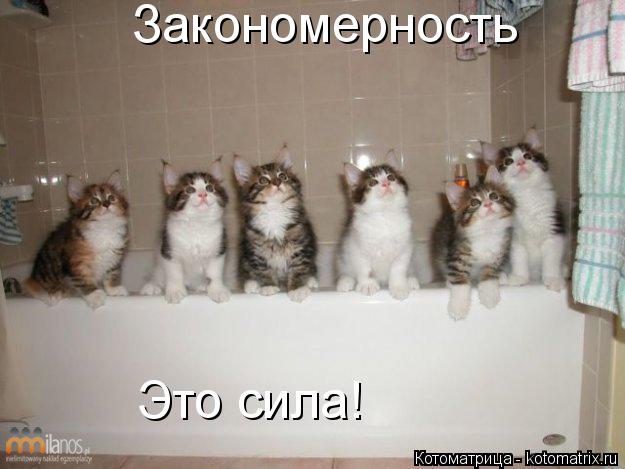 Закономерность Это сила!... Котоматрица: Закономерность Это сила!