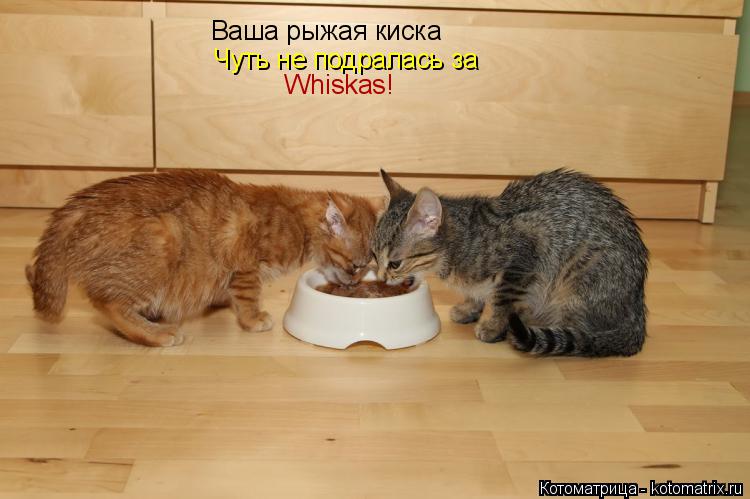 Ваша рыжая киска Чуть не подралась за Whiskas!... Котоматрица: Ваша рыжая киска Чуть не подралась за Whiskas!