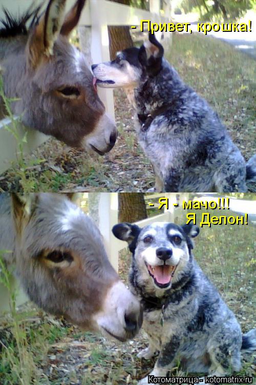 Котоматрица: - Привет, крошка! - Я - мачо!!! Я Делон!