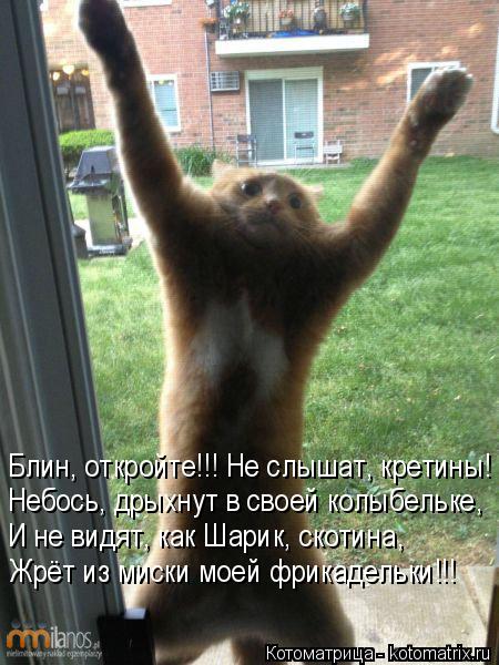 Котоматрица: Блин, откройте!!! Не слышат, кретины! Небось, дрыхнут в своей колыбельке, И не видят, как Шарик, скотина, Жрёт из миски моей фрикадельки!!!