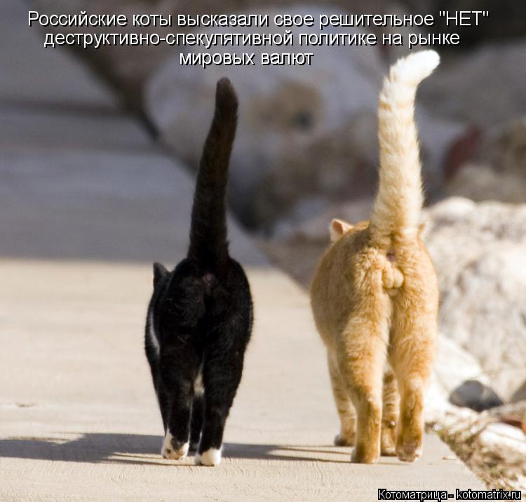 Котоматрица: Российские коты высказали свое решительное "НЕТ" деструктивно-спекулятивной политике на рынке мировых валют мировых валют