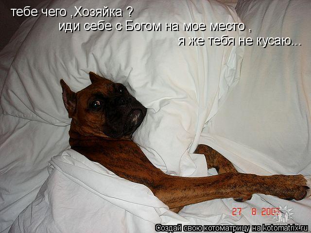 Котоматрица: тебе чего ,Хозяйка ? иди себе с Богом на мое место , я же тебя не кусаю...