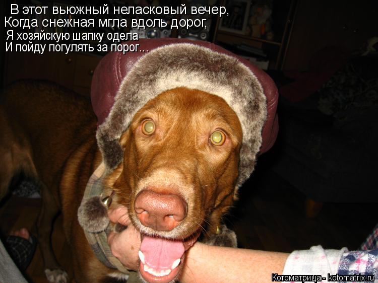 В этот вьюжный неласковый вечер, Когда снежная мгла вдоль дорог, Я хозяйскую шапку одела И пойду погу... Котоматрица: В этот вьюжный неласковый вечер, Когда снежная мгла вдоль дорог, Я хозяйскую шапку одела И пойду погулять за порог...