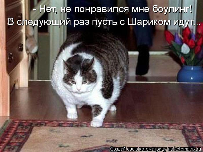 Котоматрица: - Нет, не понравился мне боулинг! В следующий раз пусть с Шариком идут...