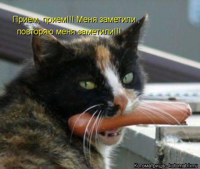 Прием, прием!!! Меня заметили , повторяю меня заметили!!!... Котоматрица: Прием, прием!!! Меня заметили , повторяю меня заметили!!!