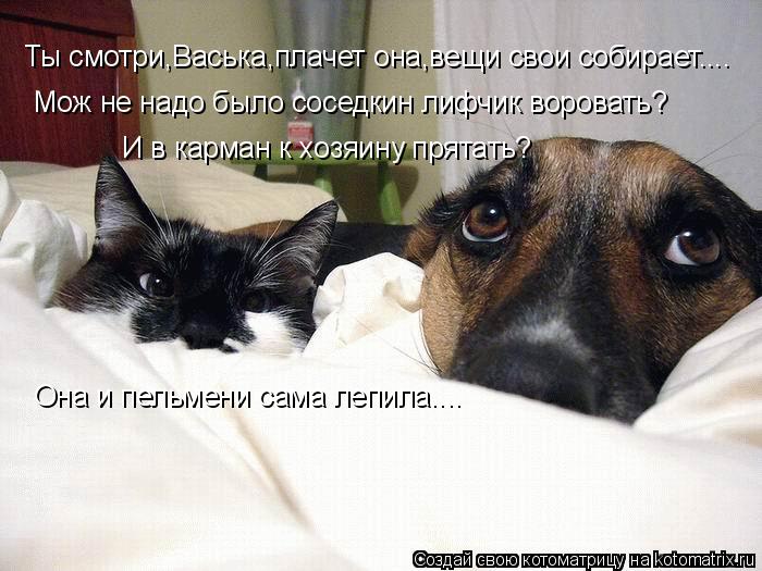 Ты смотри,Васька,плачет она,вещи свои собирает.... Мож не надо было соседкин лифчик воровать? И в кар... Котоматрица: Ты смотри,Васька,плачет она,вещи свои собирает.... Мож не надо было соседкин лифчик воровать? И в карман к хозяину прятать? Она и пельмени сам