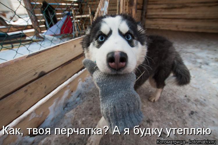 Котоматрица: Как, твоя перчатка? А я будку утепляю