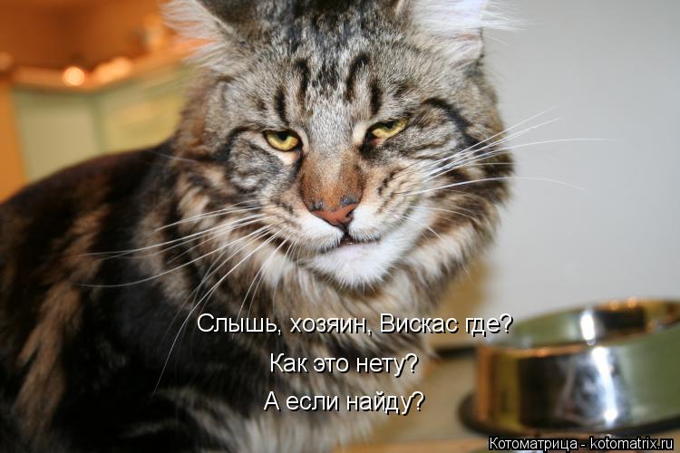 Котоматрица: Слышь, хозяин, Вискас где?   Как это нету? А если найду?